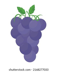 purple grapes design over white