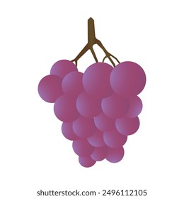 purple grapes illustration vector. Illustration grapes isolated on white backgrounds