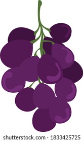 Purple grapes, illustration, vector on white background