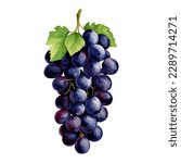 Purple Grapes with Leaves Isolated Hand Drawn Painting Illustration