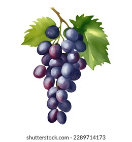 Purple Grapes with Leaves Isolated Hand Drawn Painting Illustration