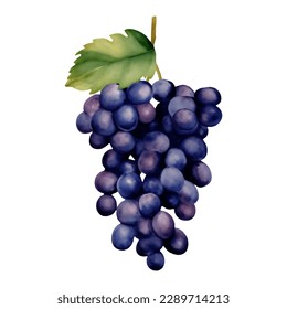 Purple Grapes with Leaves Isolated Hand Drawn Painting Illustration