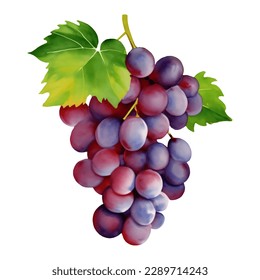 Purple Grapes with Leaves Isolated Hand Drawn Painting Illustration