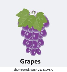purple grapes vector design template