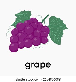 Uvas moradas. Ilustración vectorial de uvas