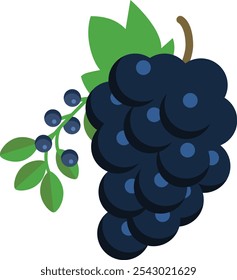 Uvas moradas. Ilustración vectorial de uvas