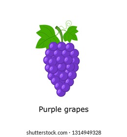 Purple grapes vector Illustration , bunch of  grapes with stem and leaf isolated on white background,fresh fruit.