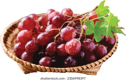 Purple grapes vector illustration graphic deisgn.eps