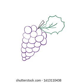 purple grapes vector Illustration.Bunch of purple grapes with stem and leaf isolated on white background. 