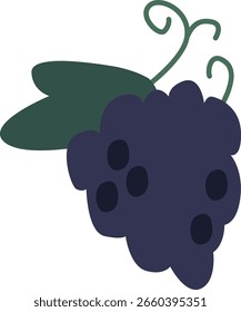Purple grapevine bunch vector illustration