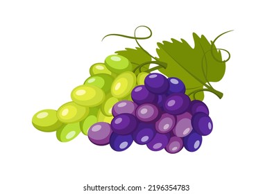 Uvas moradas y verdes aisladas de fondo blanco. Dos tipos de uvas. Dibujo del logotipo del vector del vino. Ilustración vectorial del estilo de la caricatura