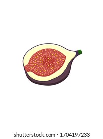 Purple half fig fruit, isolated on white background. Vector flat illustration.
