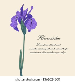 Purple hand drawn iris flower isolated on light beige background, vector postcard with place for text
