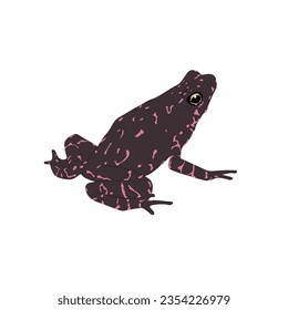 Purple Harlequin Toad, Atelopus barbotini high quality vector design transparent background