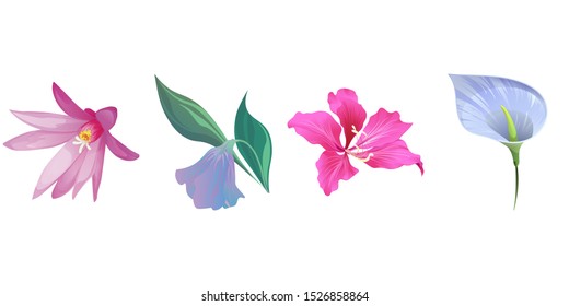 Purple Hatiora. Purple Bllflower. Pink Bauhinia Purpurea. Blue Anthurium Tailflower. Vector illustration. Isolated illustration element. Floral botanical flower. Wild leaf wildflower isolated.
