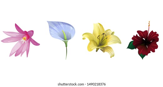 Purple Hatiora. Blue Anthurium Tailflower. Yellow Lilium. Red Rose Mallow. Vector illustration. Isolated illustration element. Floral botanical flower. Wild leaf wildflower isolated. Exotic tropical.