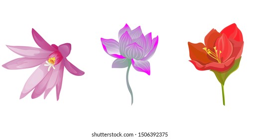 Purple Hatiora. Purple Lotus. Red Amaryllis. Vector illustration. Isolated illustration element. Floral botanical flower. Wild leaf wildflower isolated. Exotic tropical hawaiian jungle.