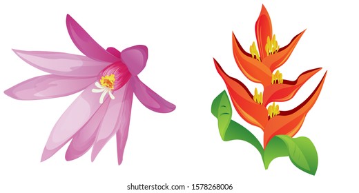 Purple Hatiora. Orange Heliconia. Vector illustration. Isolated illustration element. Floral botanical flower. Wild leaf wildflower isolated. Exotic tropical hawaiian jungle.