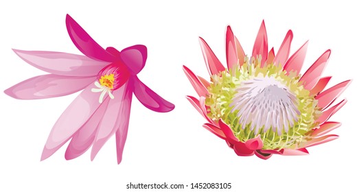 Purple Hatiora. Pink Protea. Vector illustration. 