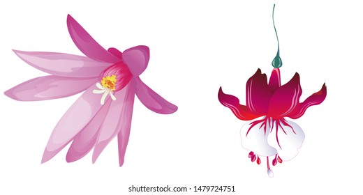 Purple Hatiora. Red Fuchsia. Vector illustration. Isolated illustration element. Floral botanical flower. Wild leaf wildflower isolated. Exotic tropical hawaiian jungle.