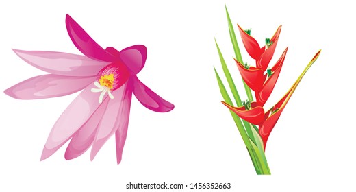 Purple Hatiora. Red Heliconia Bihai. Vector illustration. 