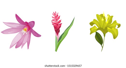 Purple Hatiora. Red and Pink Ginger. Yellow Lilium. Vector illustration. Isolated illustration element. Floral botanical flower. Wild leaf wildflower isolated. Exotic tropical hawaiian jungle.