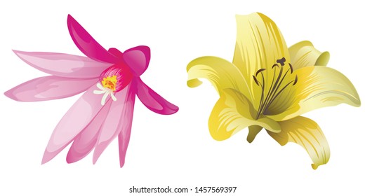 Purple Hatiora. Yellow Lilium. Vector illustration. 
