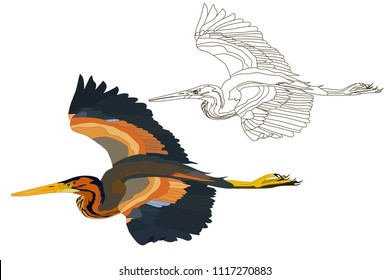 Purple heron. Vector image. White background.