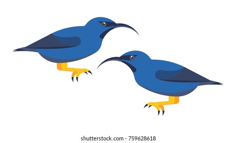 Purple honeycreeper bird vector flat design illustration