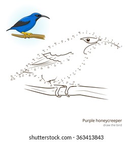 Purple honeycreeper learn birds educational game learn to draw vector illustration