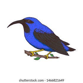 Purple honeycreeper vector illustration. Hand drawn purple honeycreeper bird. Colorful illustration. Purple honeycreeper bird sitting on a branch. 
