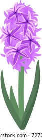 Purple hyacinth flower on white background