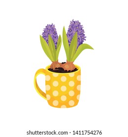 Purple hyacinths grow in a mug. Vector illustration on white background.
