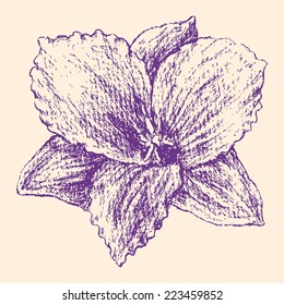 purple iris