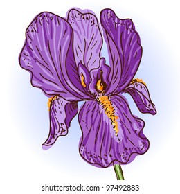 Purple Iris