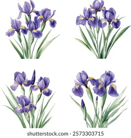 Purple iris. Floral botanical flower. Watercolour drawing aquarelle isolated. Isolated iris illustration vector  element.