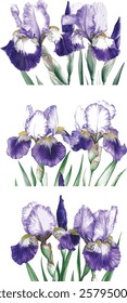 Purple iris. Floral botanical flower. Watercolour drawing aquarelle isolated. Isolated iris illustration vector  element.