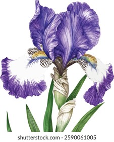 Purple iris. Floral botanical flower. Watercolour drawing aquarelle isolated. Isolated iris illustration vector  element.