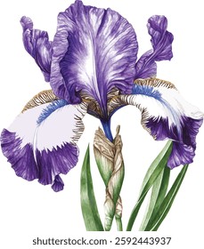 Purple iris. Floral botanical flower. Watercolour drawing aquarelle isolated. Isolated iris illustration vector  element.