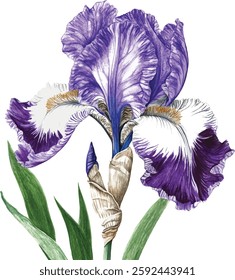 Purple iris. Floral botanical flower. Watercolour drawing aquarelle isolated. Isolated iris illustration vector  element.