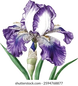 Purple iris. Floral botanical flower. Watercolour drawing aquarelle isolated. Isolated iris illustration vector  element.