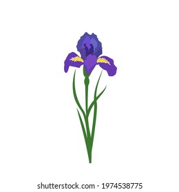 Purple iris flower with bright yellow elements on the petals. Spring or summer plant for wedding, gift or design. Vector flat illustration