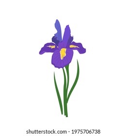 Purple iris flower with bright yellow elements on the petals. Spring or summer plant for wedding, gift or design. Vector flat illustration