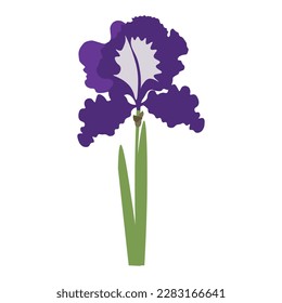 Purple iris flower with green leaves and stem on a white background. 
