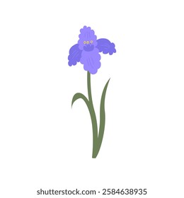 Purple iris flower with leaves. Vector flat illustration of floral bud on isolated background