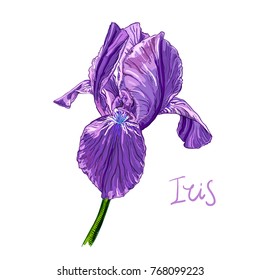 Purple Iris flower on a white background. Hand drawn sketch. Template, design element for the floral composition.