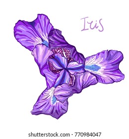 Purple Iris flower on a white background. The view from the top. Hand drawn sketch. Template, design element for the floral composition.