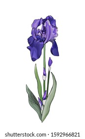 Purple iris flower with unopened buds and green leaves isolated on white. Hand drawn. Realistic style. Vector stock illustration.