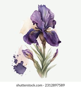 Purple Iris flower vector watercolor paint