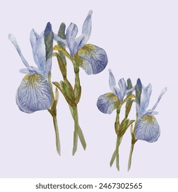 Purple Iris Flower watercolor. hand painting.